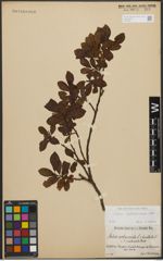 Foto von Salix waldsteiniana Willd.